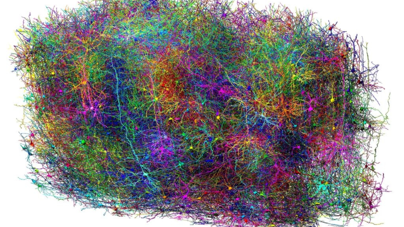 09hs-sci-mousebrain-01-hmjg-superJumbo-1024x683