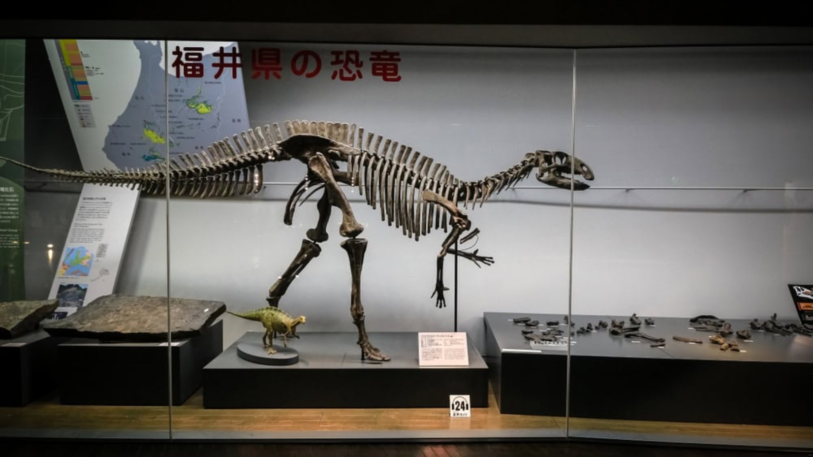 Iguanodontia
