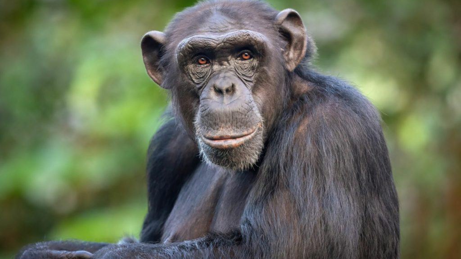 chimpanze-1024x682