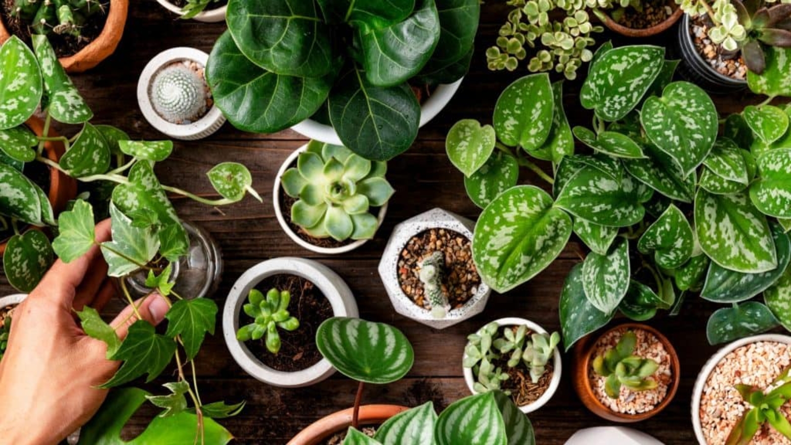 plantas-1024x576
