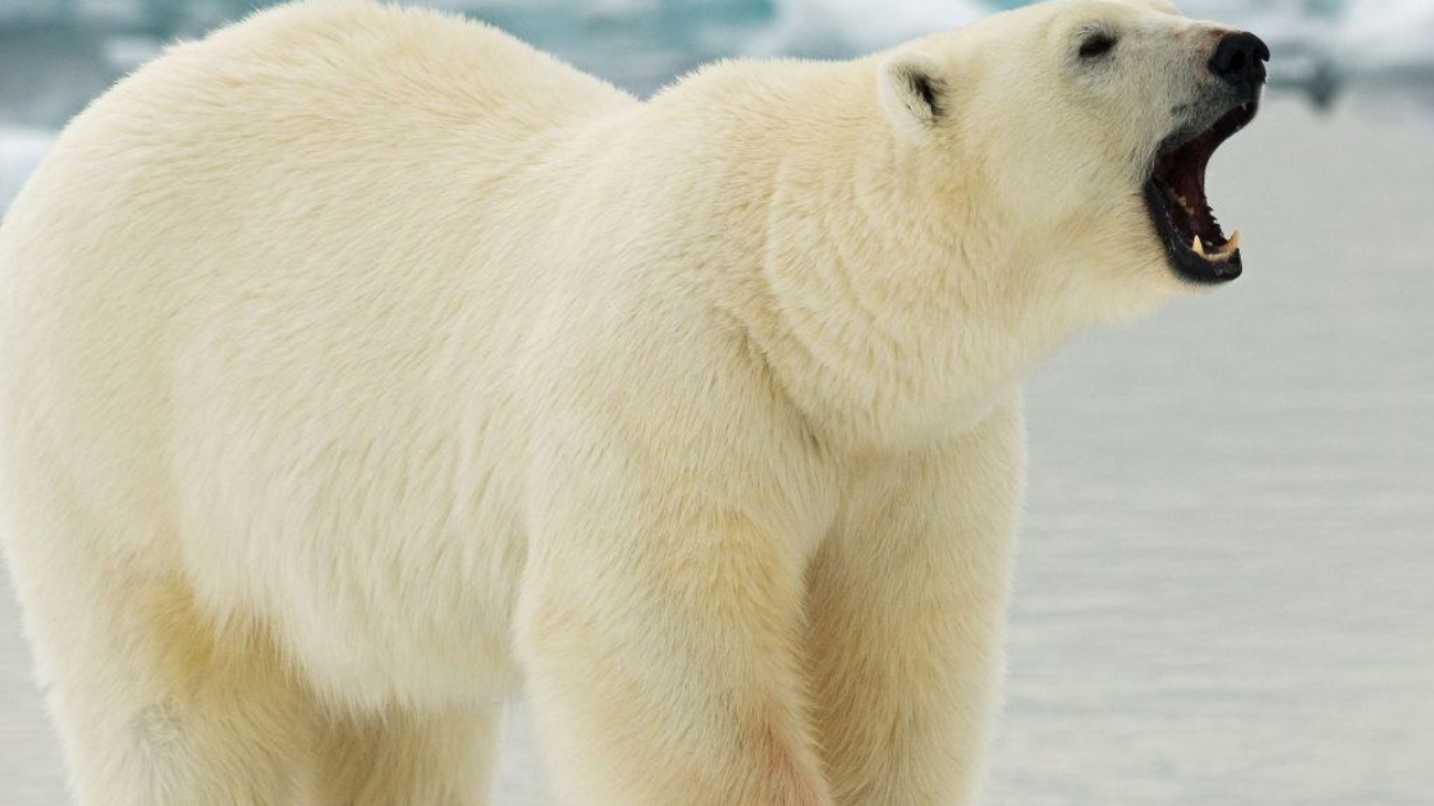 urso-polar-1024x757
