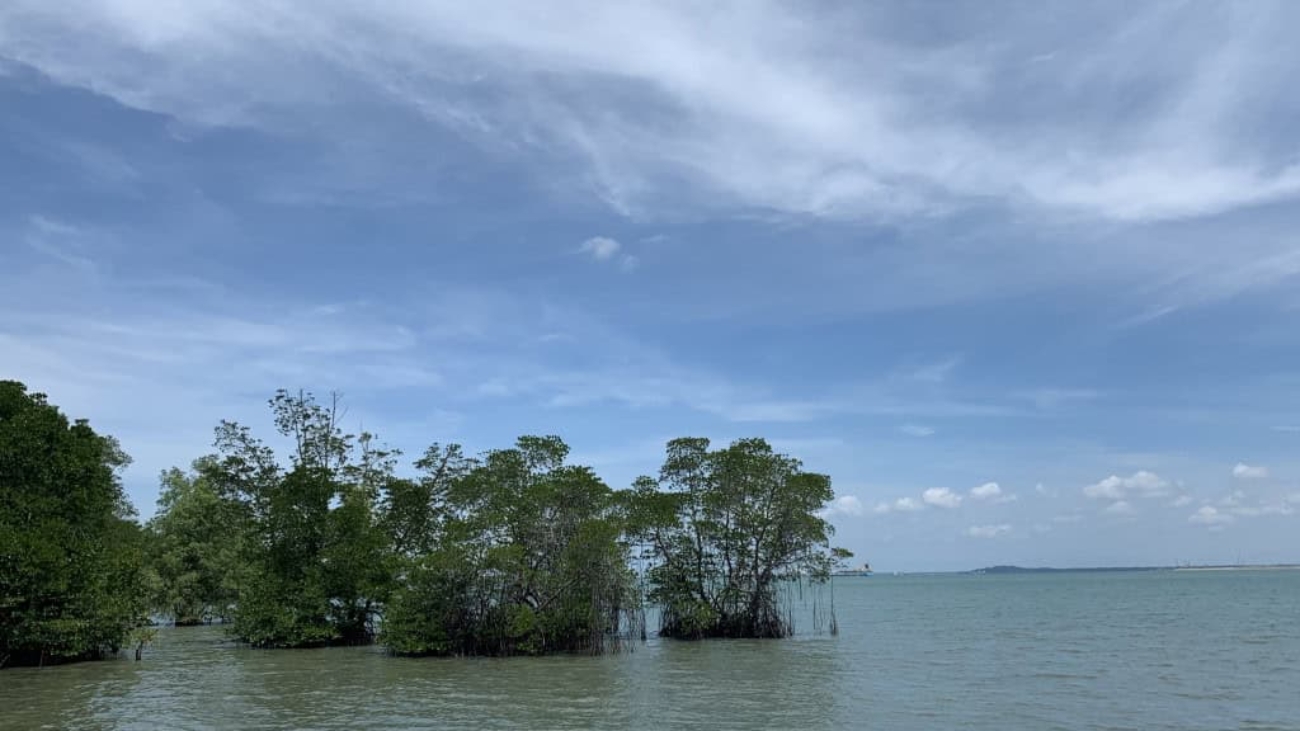 Mangroves-1-IMG_7041-1024x768