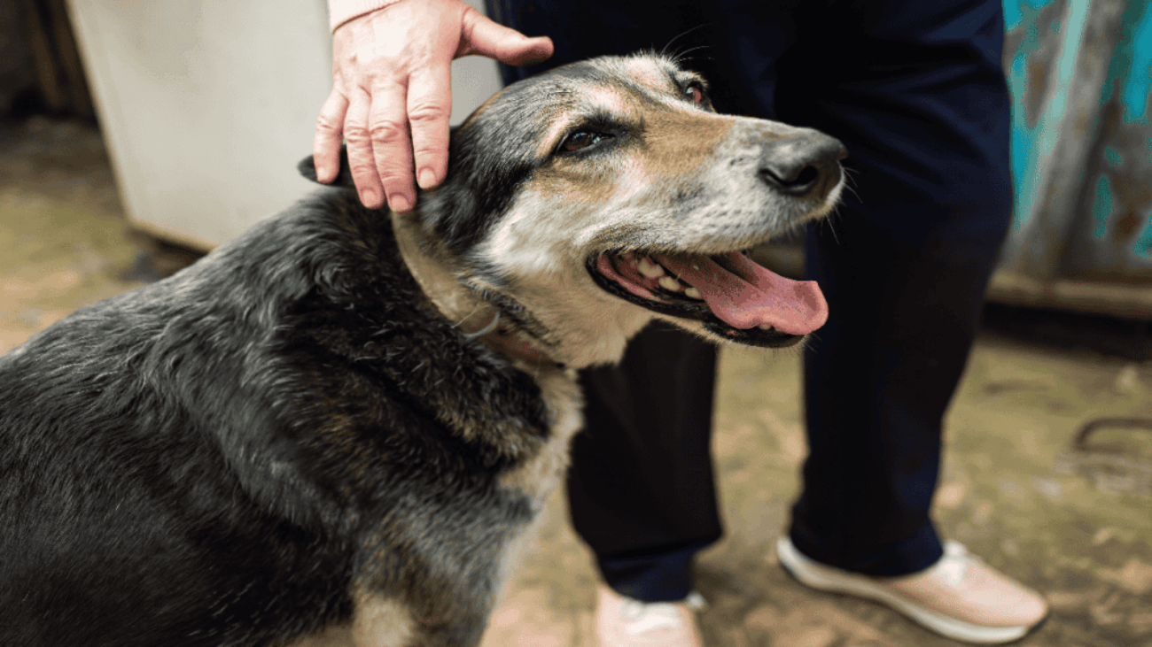 cachorro-idoso-1024x597