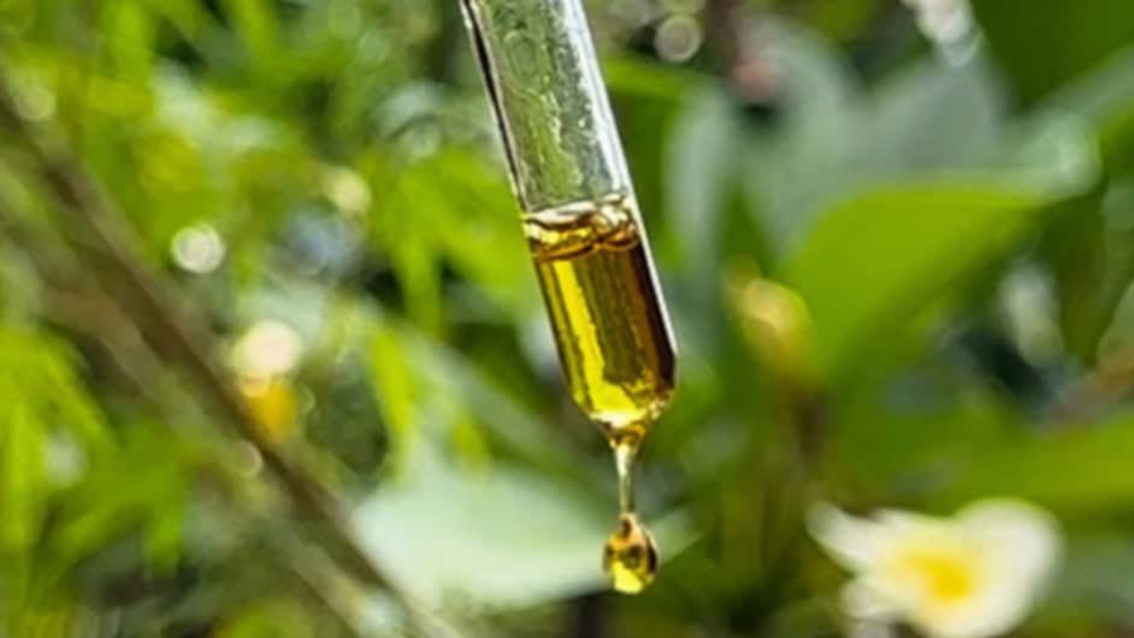 cannabis-1