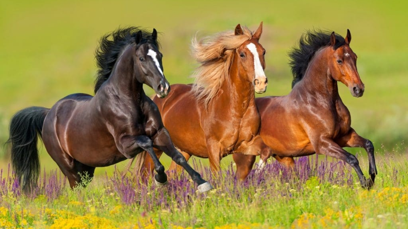 cavalos-1024x683