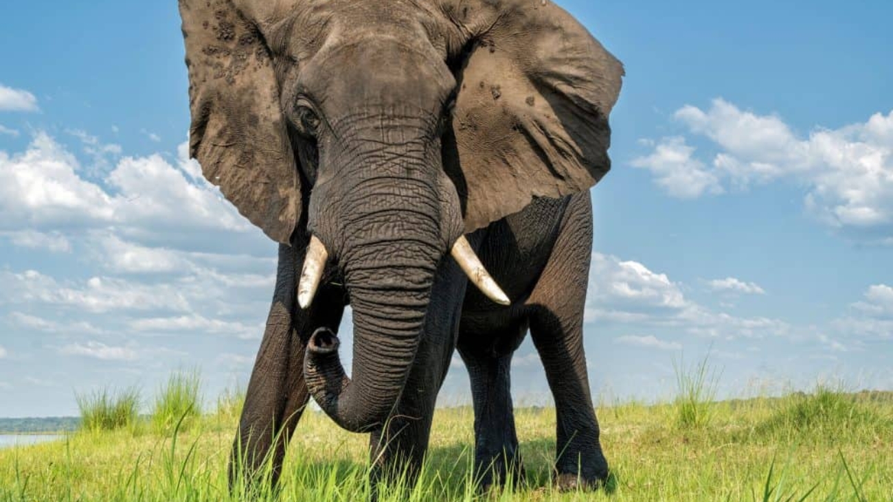 elefante-1024x683