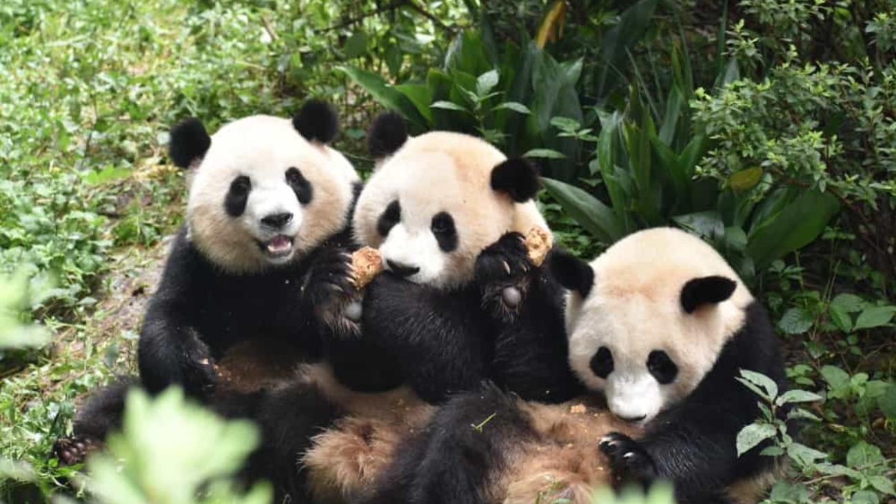 filhote-panda-imagem