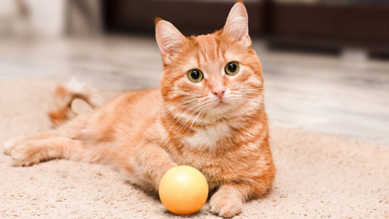 gato-laranja-1024x680