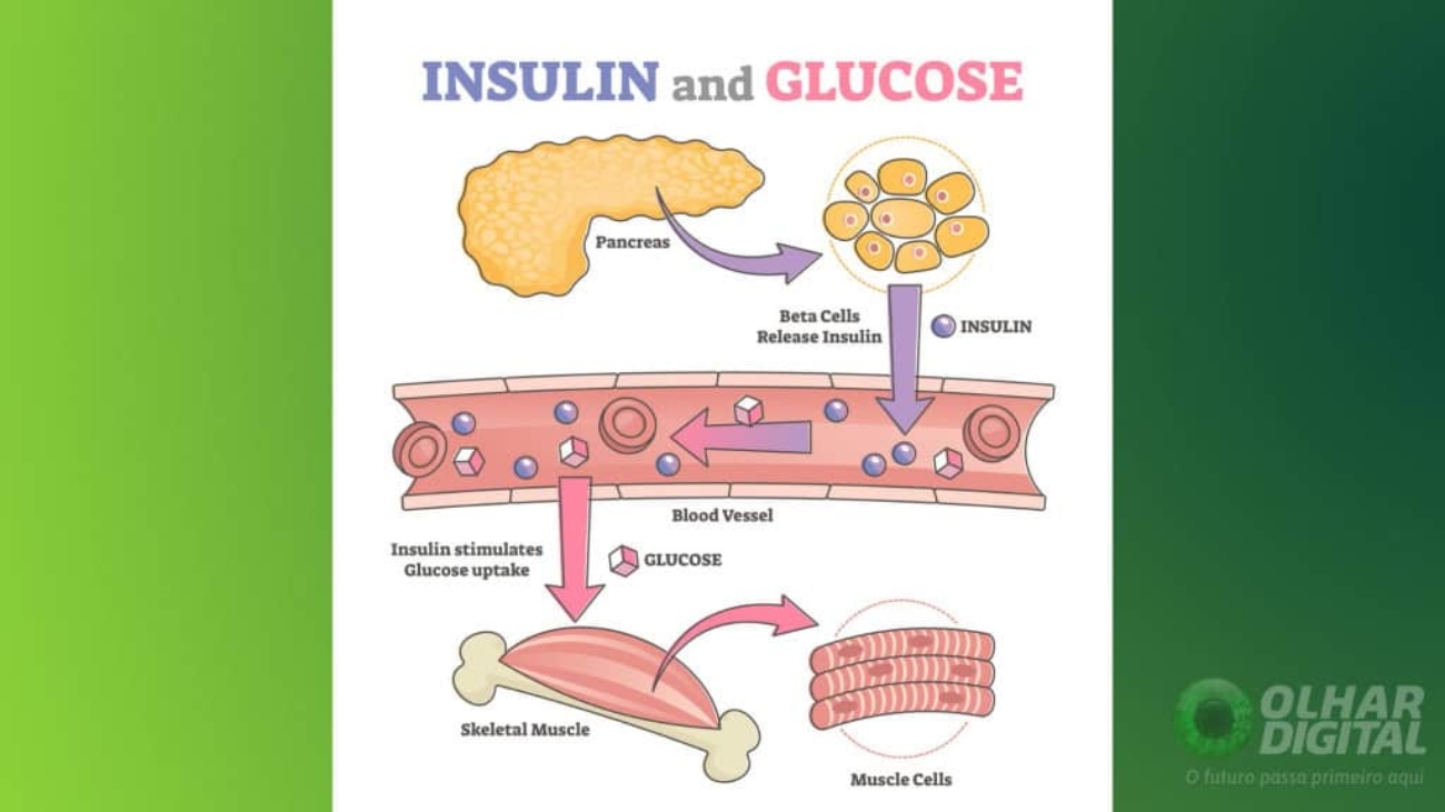 insulina-e-glicose-1024x576