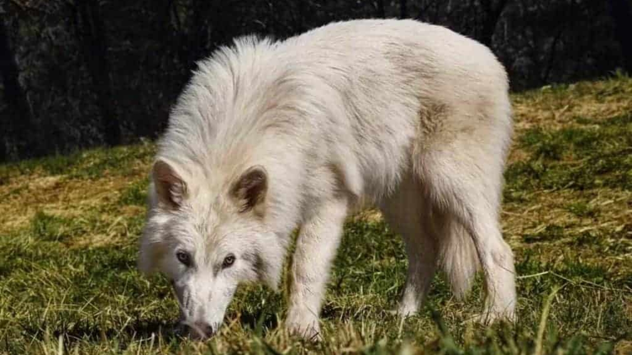 lobo-4-1024x781-1