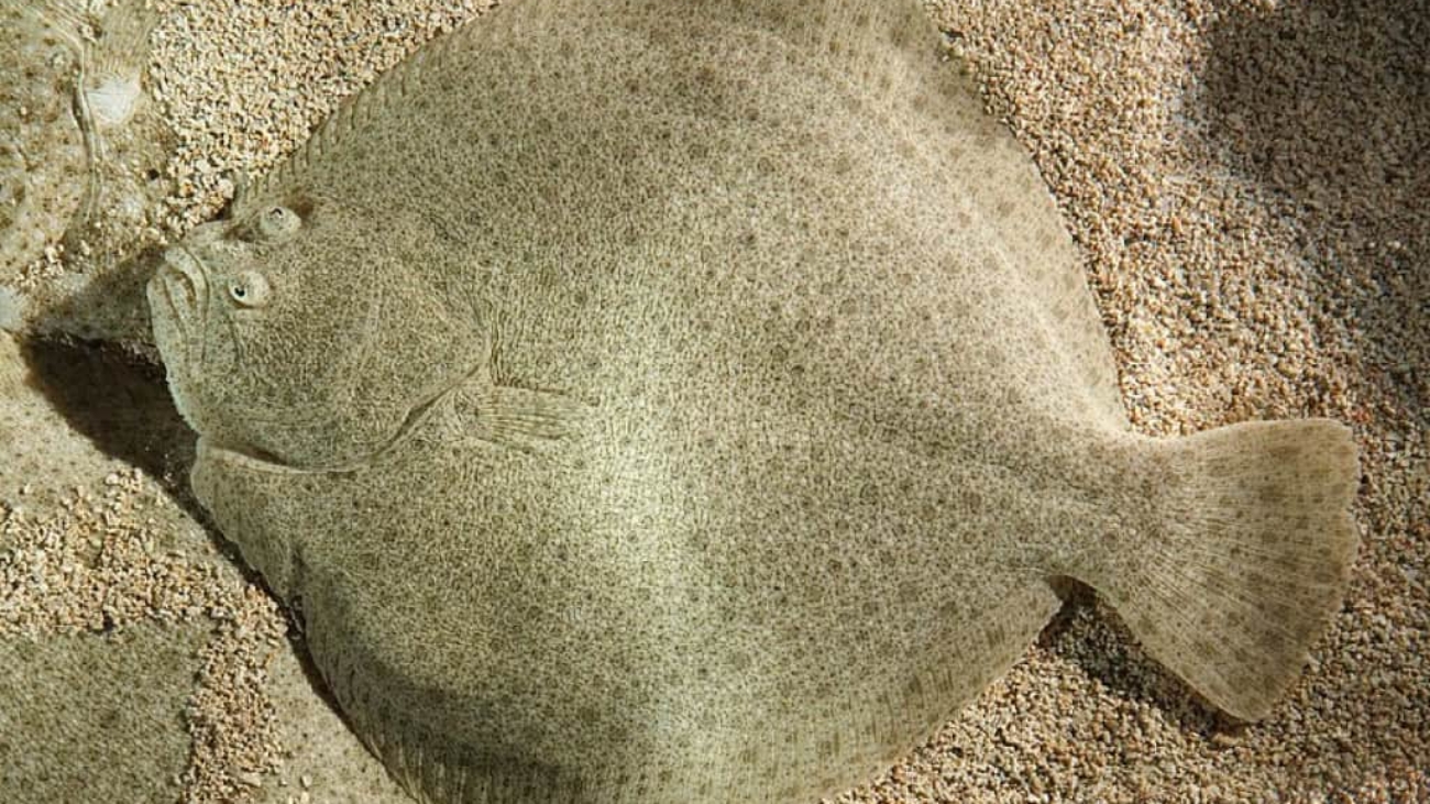 peixe-chato-3-1024x760
