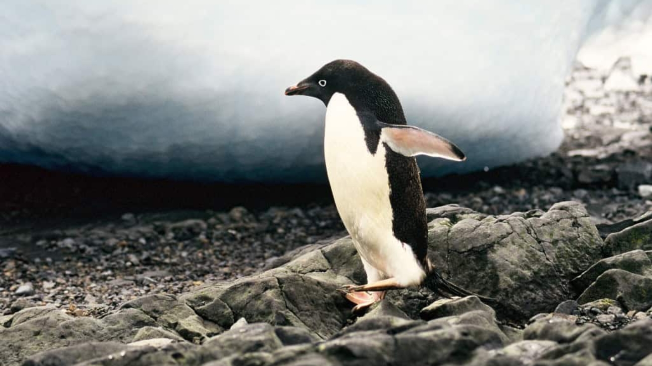 pinguim-de-adelia-1024x690