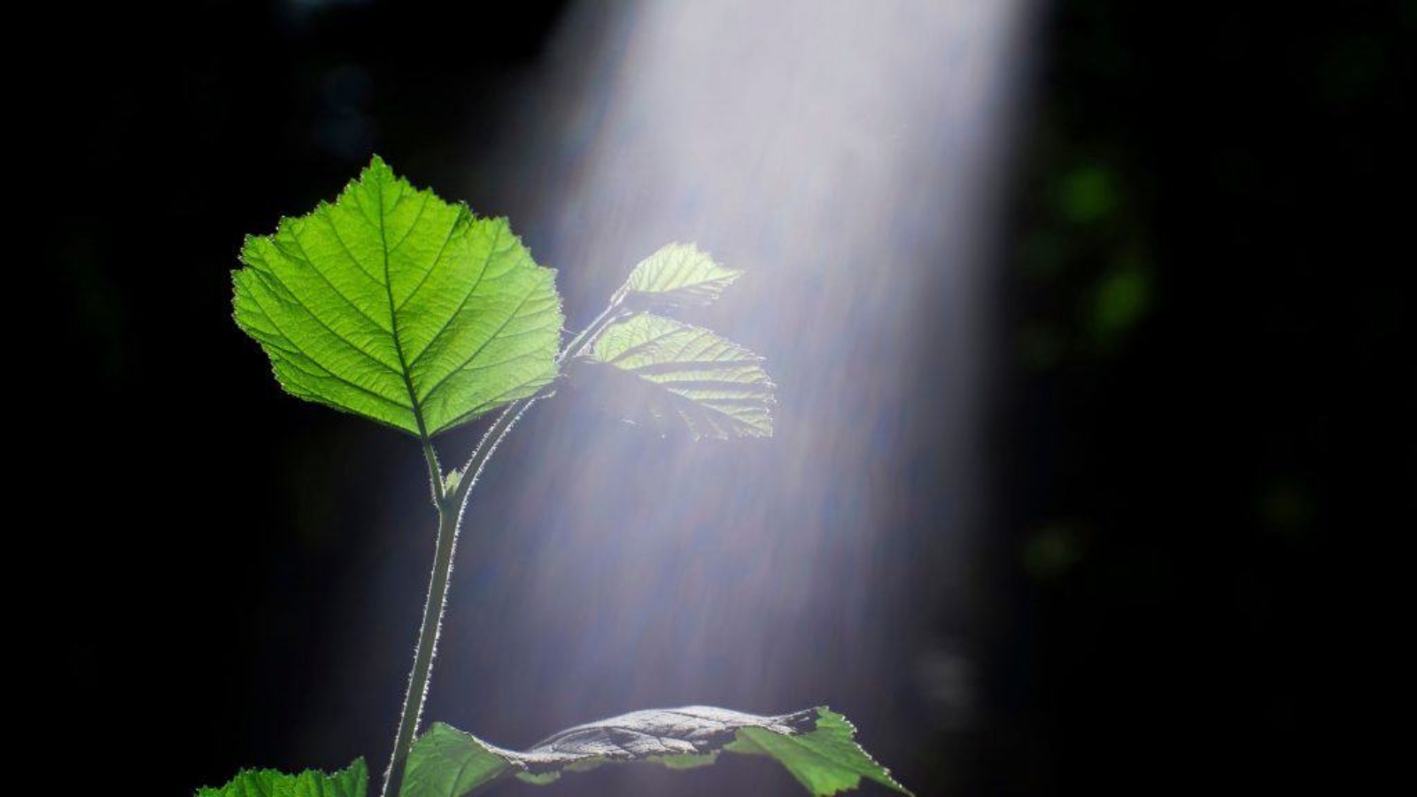 plantas-3-1024x576