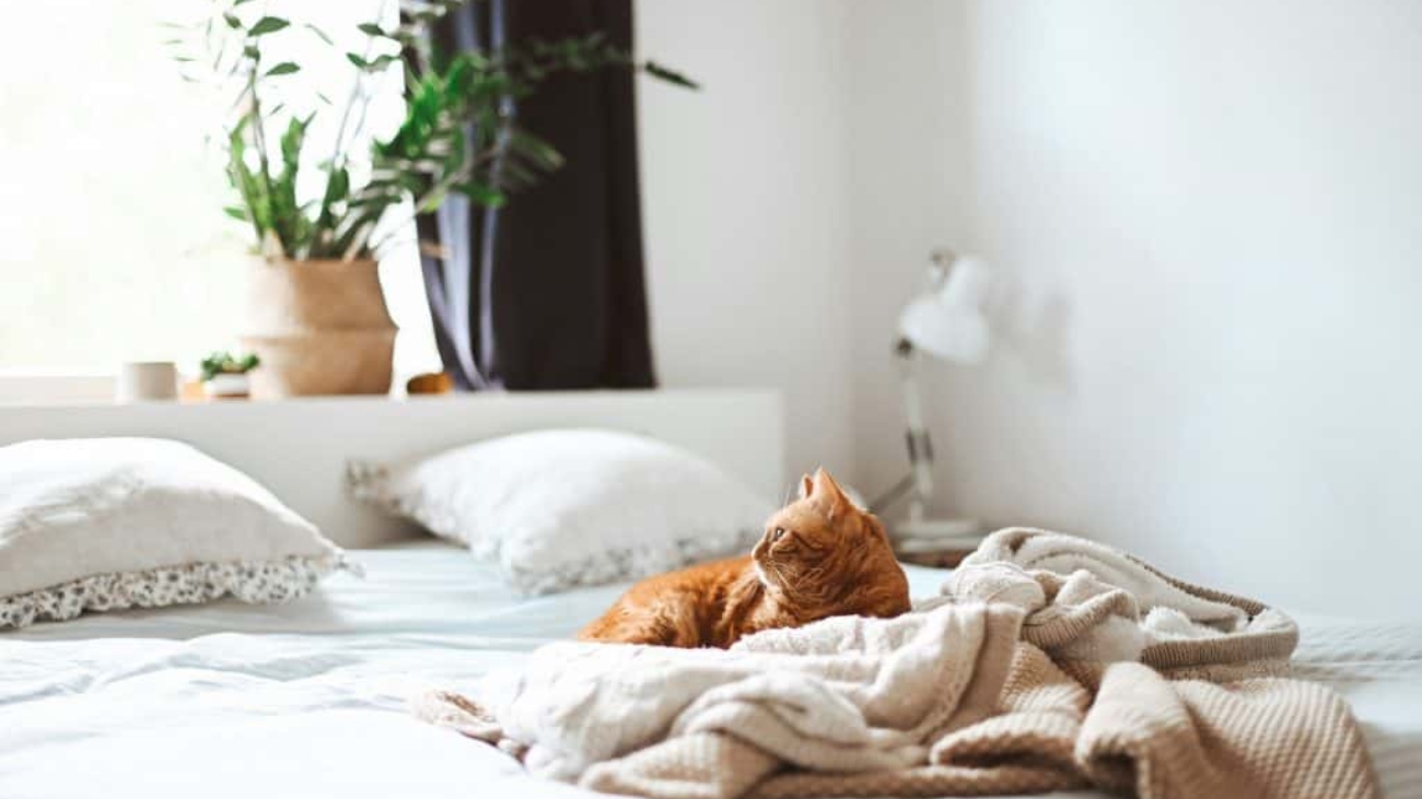 Gato-deitado-na-cama-via-Gaelle-Marcel-Unsplash-1024x681