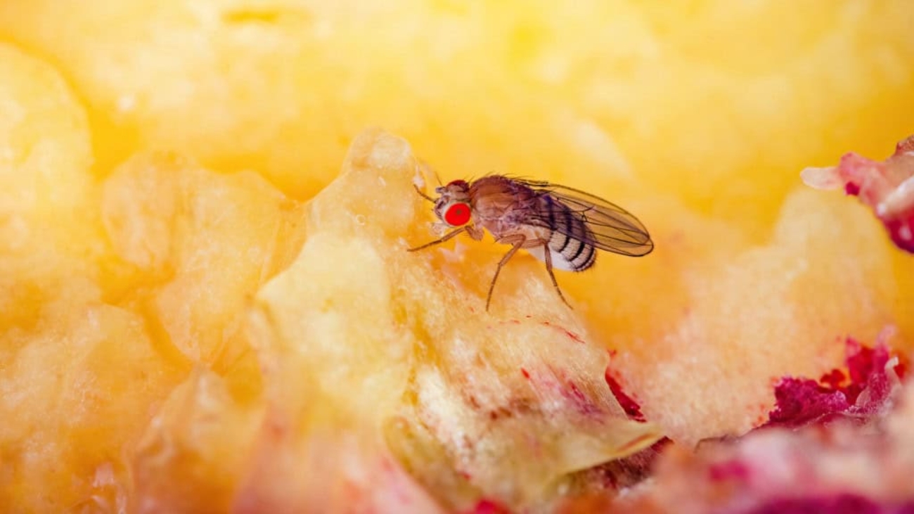 Mosca-da-fruta-01-1024x576