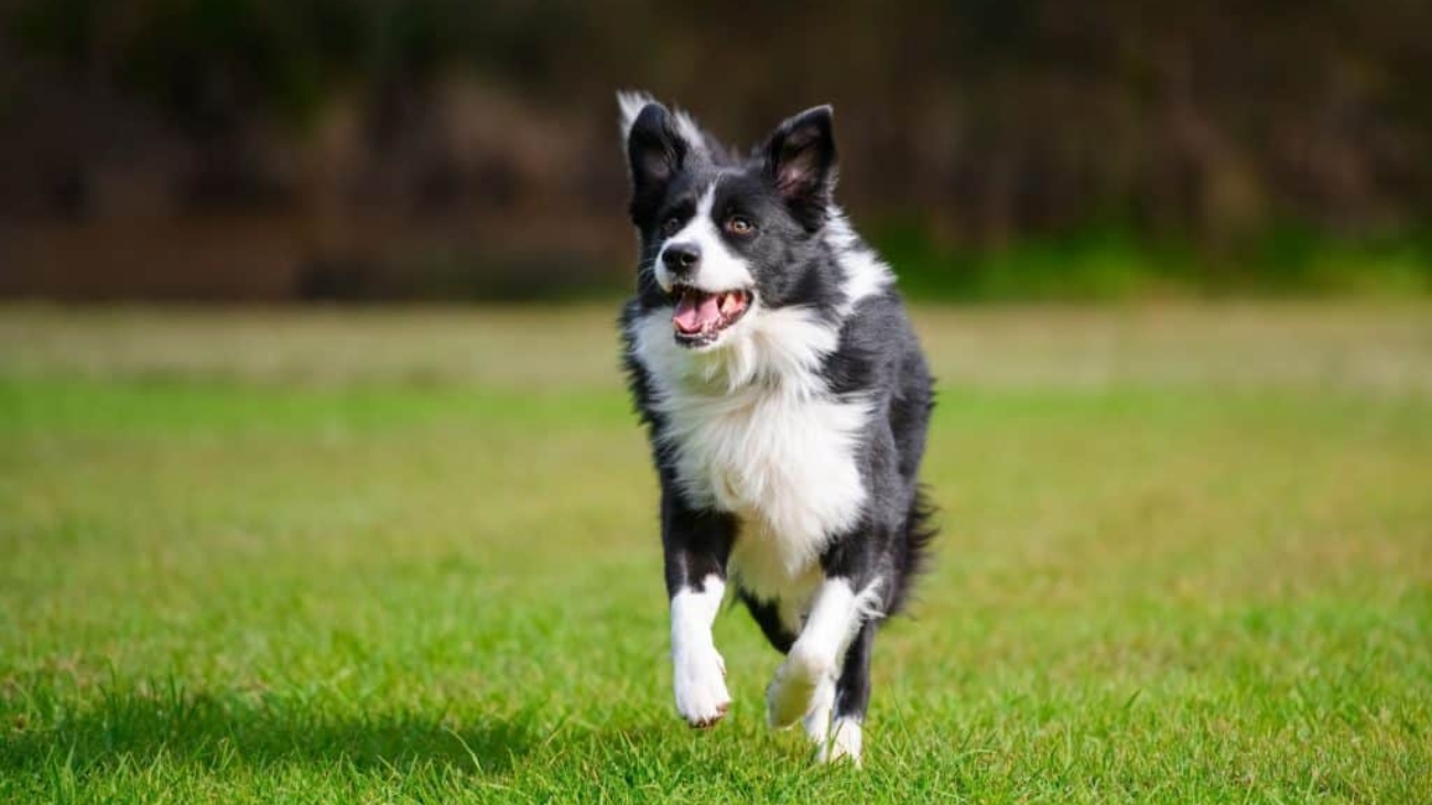 cachorro-1024x682