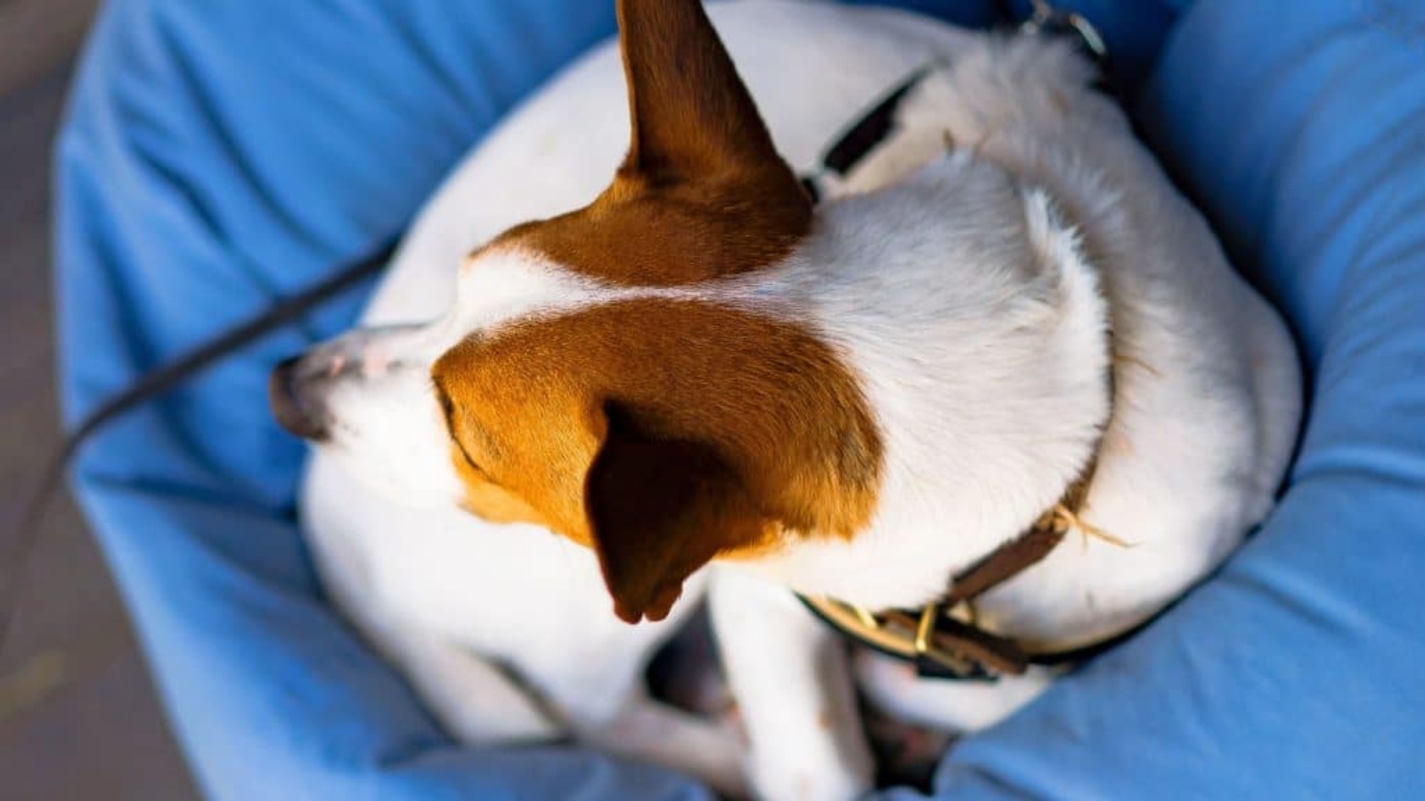 cachorro-deitado-1-1024x576