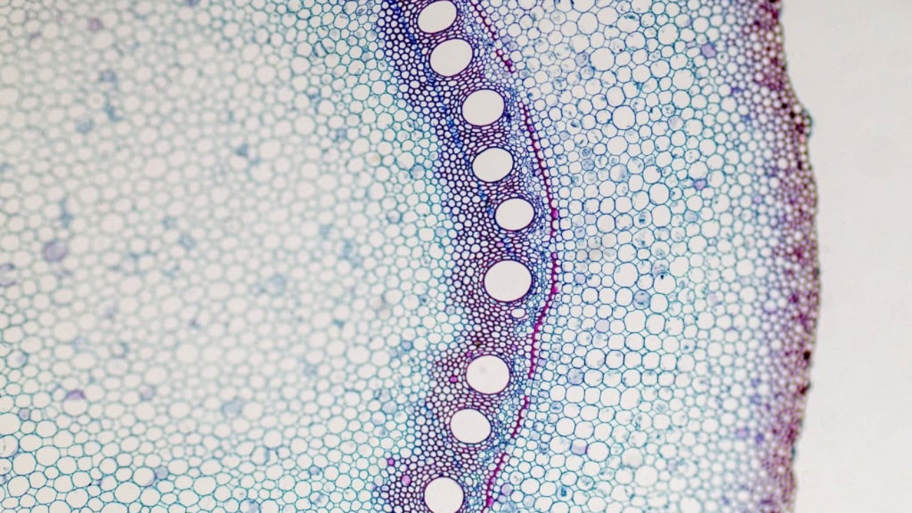 caule-de-planta-no-microscopio-1024x683