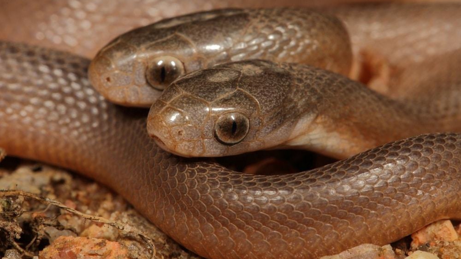 cobra-de-duas-cabecas-2