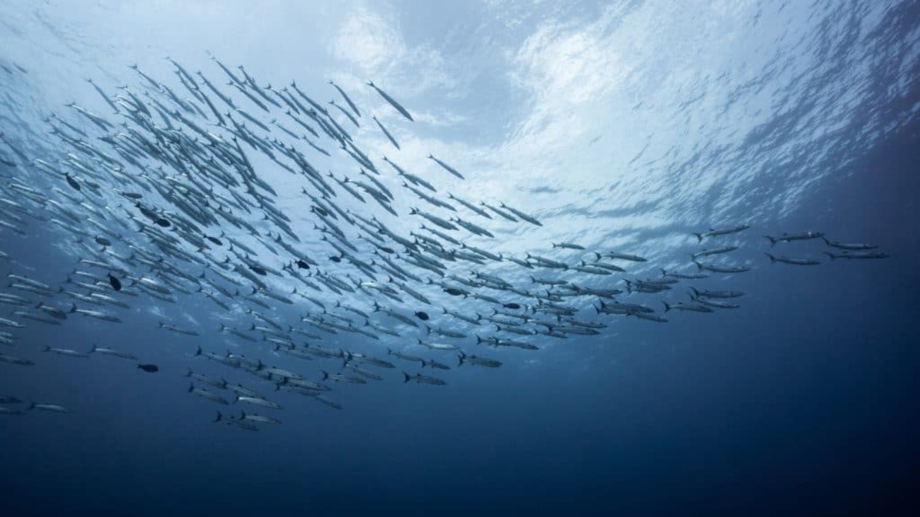 peixes-1024x576