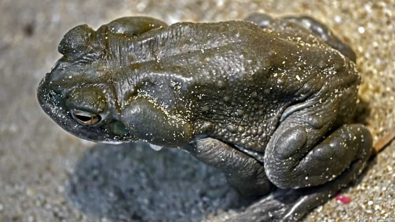 sapo-do-rio-colorado-bufo
